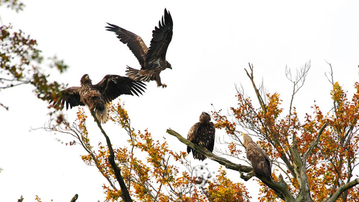 Gruppe Adler im Müritz-Nationalpark