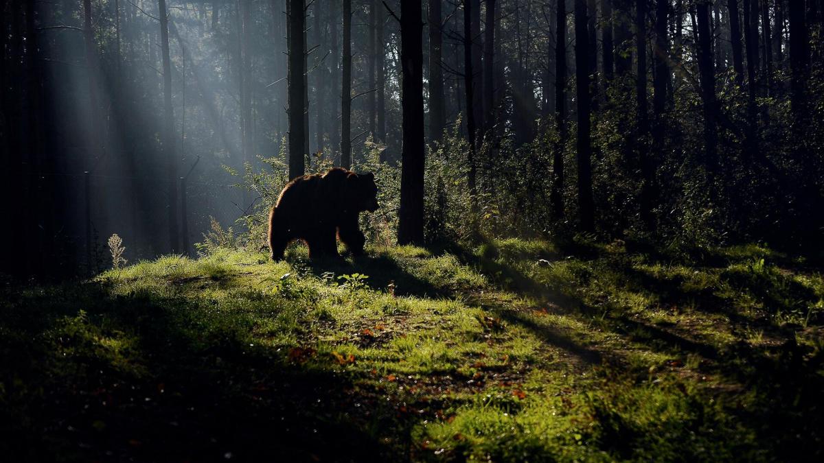 Spazieren Sie durch den BÄRENWALD Müritz und entdecken die Bären.