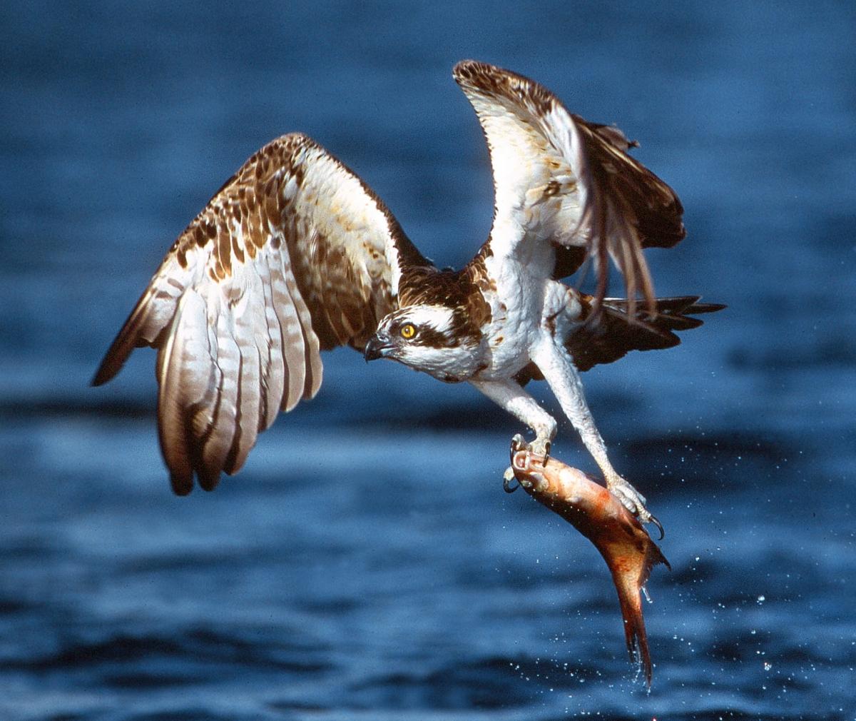 Fischadler Foto Willi Rolfes